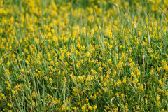 Trigonella corniculata