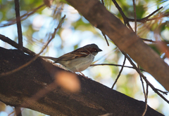 Passer domesticus