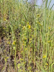 Amsinckia lycopsoides