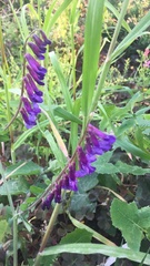 Vicia villosa