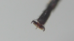 Chironomus tentans