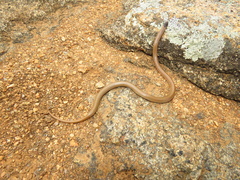Tantilla