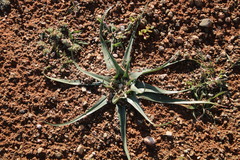 Colchicum asteroides