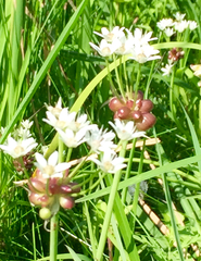 Allium canadense canadense
