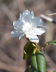 Rhododendron carolinianum
