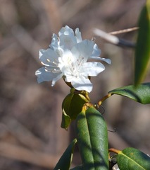 Rhododendron carolinianum