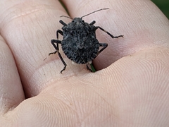 Brochymena affinis