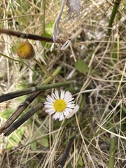 Erigeron flagellaris
