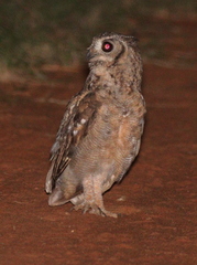 Bubo cinerascens