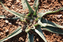 Colchicum asteroides