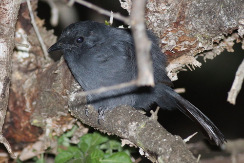 Slate-colored Boubou (Laniarius funebris), photo 8