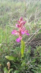 Anacamptis papilionacea palaestina