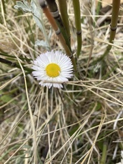 Erigeron flagellaris