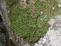 Plagiothecium piliferum