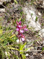 Anacamptis papilionacea palaestina
