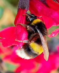 Bombus terrestris lusitanicus