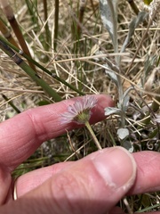 Erigeron flagellaris