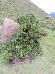 Aloiampelos striatula