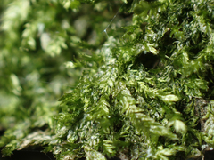 Plagiothecium piliferum