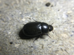 Dyscinetus morator