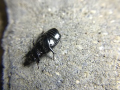 Dyscinetus morator