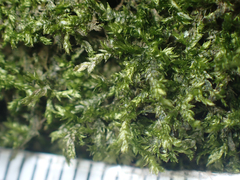 Plagiothecium piliferum