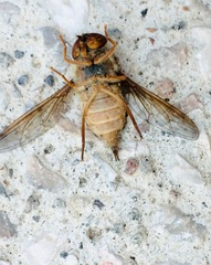 Diptera