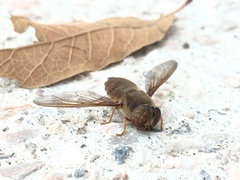 Diptera