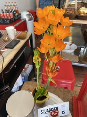 Ornithogalum arabicum