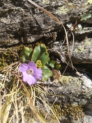 Primula pedemontana