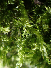 Plagiothecium piliferum