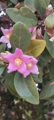 Lagunaria