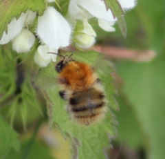 Bombus pascuorum