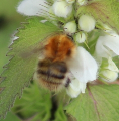 Bombus pascuorum