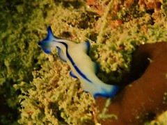 Pseudoceros concinnus