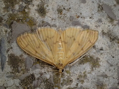 Patania balteata