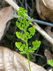 Cryptogramma acrostichoides