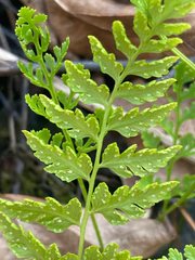 Cryptogramma acrostichoides