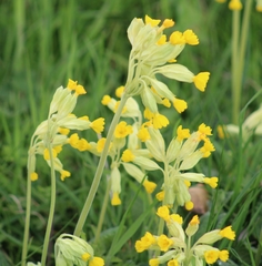 Primula veris