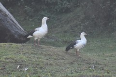 Oressochen melanopterus