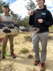 Pituophis melanoleucus melanoleucus