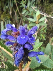 Salvia corrugata