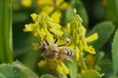 Apis mellifera