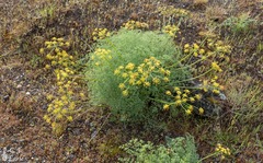 Lomatium papilioniferum