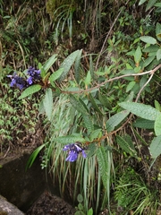 Salvia corrugata
