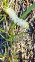 Aponogeton natalensis