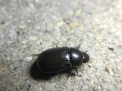 Dyscinetus morator