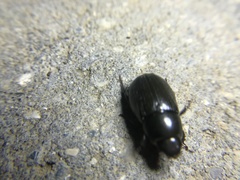 Dyscinetus morator
