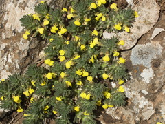 Ajuga chamaepitys palaestina