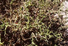 Adesmia spinosissima